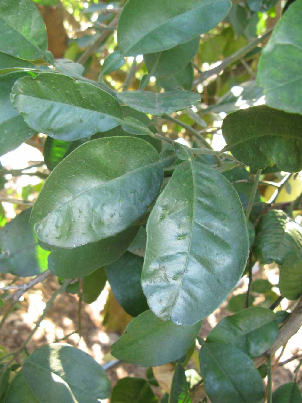            Shade leaves (Winter Haven, FL)   